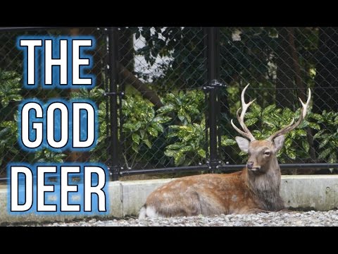 Yahiko Shrine and the God Deer