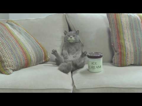 When Cats are Alone   Aaron's Animals