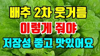 김장배추 2차추비 여기를 확인하고 주세요. 잘못하면 생리장애 생길수있어요.
