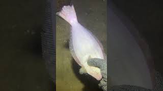 I catching seafood on the seafloor-P1027-5.#fishing #ocean #deepsea #nature #beach