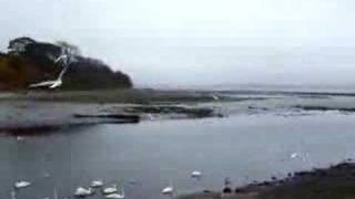 preview picture of video 'Birds going nuts at Cramond'