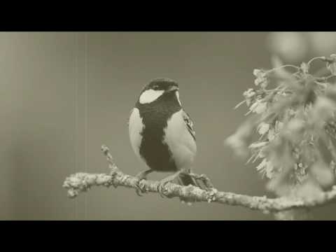 Soós Imre & Ferrari Violetta - Tavaszi Szél Vizet Áraszt