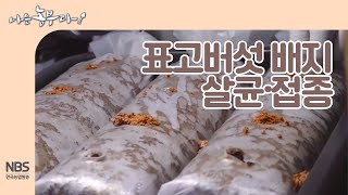 [나는농부다 230회] 표고버섯 배지 살균, 접종 하기