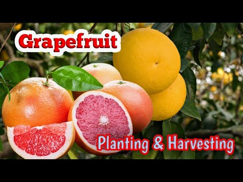 How to Plant and Harvest Grapefruit : A Step-By Step Guide #phtv #grapefruits