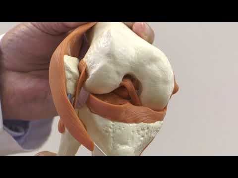 Knee Physical Examination