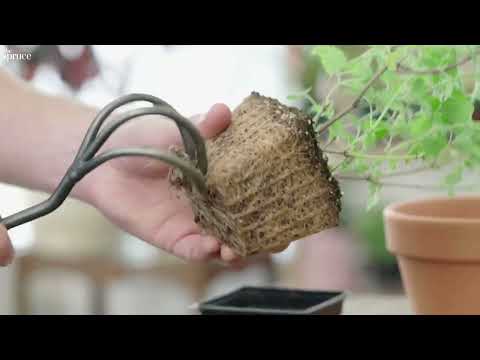 How to Grow Catnip Plants