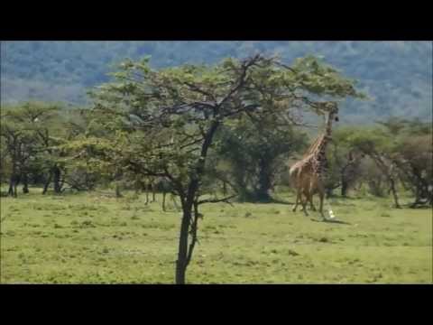 Giraffes Running