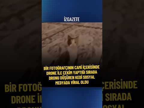 Bir fotoğrafçının camide drone ile çekim yaptığı sırada dronu düşüren kedi sosyal medyada viral oldu