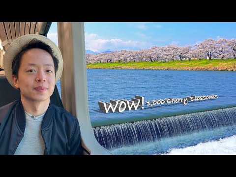 1,000 Cherry Blossoms - Japan’s Best Sakura Experience | Japan Through iPhone