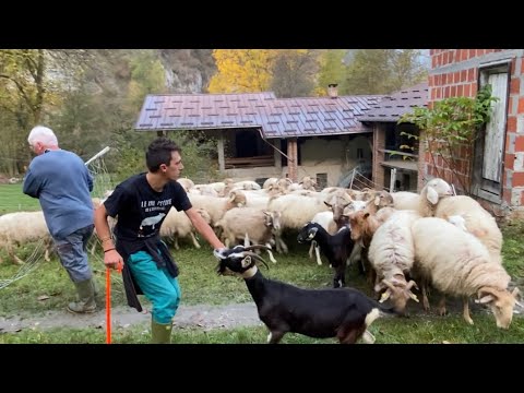 Roaschina sheep breeder Marco Ghibaudo 21 years old Roaschia (CN)