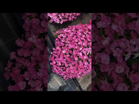 Видео о петунии Ванесса F1 от Партнер