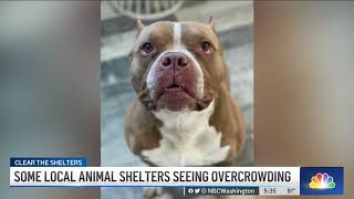 DC-Area Animal Shelters Experiencing Overcrowding | NBC4 Washington