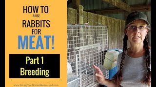 How to Raise Rabbits for Meat:  Part 1 Breeding
