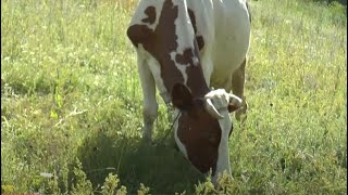 У селах Харківщини зменшується поголів’я корів
