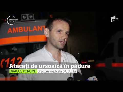 Doi bărbaţi au fost atacaţi de o ursoaică într-o pădure din Buzău