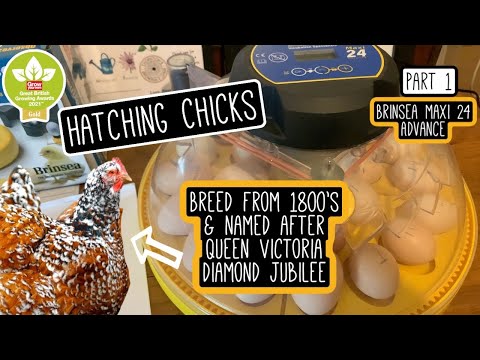 Hatching Chicks In A Incubator  | Part 1 | Binsea Maxi 24 Advance  🌿🐣🐥