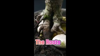 Download lagu The Roots mp3