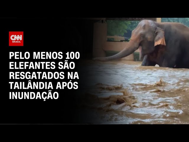 Pelo menos 100 elefantes são resgatados na Tailândia após inundação | LIVE CNN