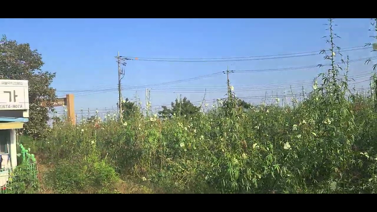 케나프꽃이 피었습니다 꽃따러 오세요.  꽃으로 효소와 …