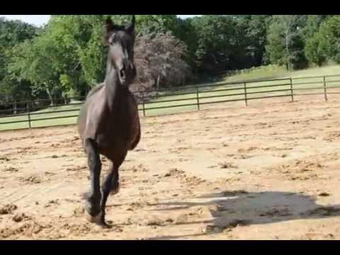 Yearling Friesian Filly for Sale