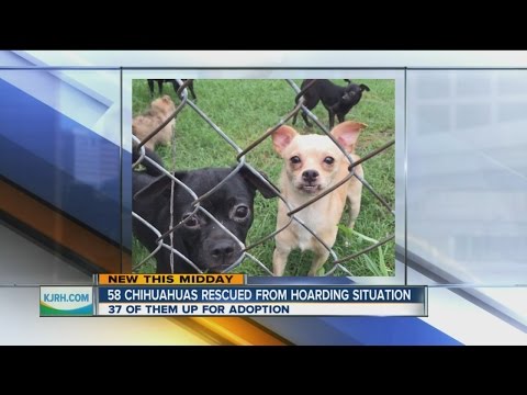 Chihuahua Rescue Tulsa