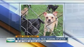 Tulsa Humane Society rescues chihuahuas