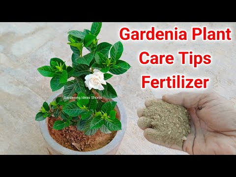 , title : 'Gardenia Plant Care Tips Fertilizer To Get Flowering.'