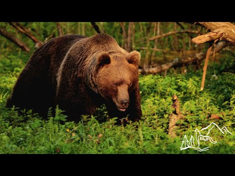 Západné Tatry a Divoký Liptov sú plné nespútaného života - KUUL