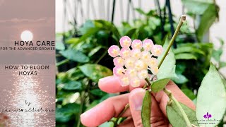 Download Lagu Hoya Care for the Advanced Grower | How to bloom hoyas Thumbnail