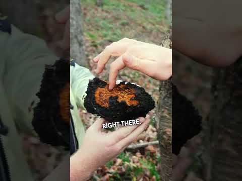 Chaga Mushroom Hunting: Tips and Tricks for Finding the Ultimate Superfood in the Wild