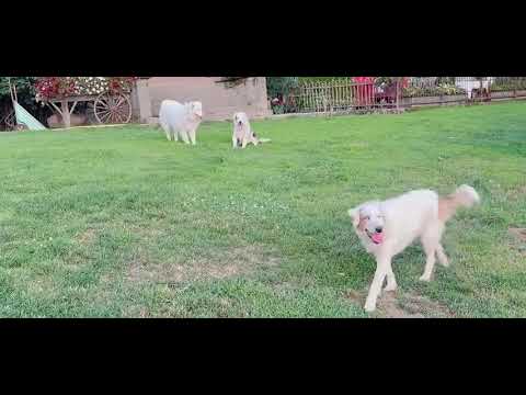 Silver's last romp at Double J, August 2024