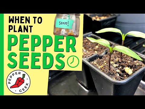 When To Plant Pepper Seeds Indoors - Pepper Geek