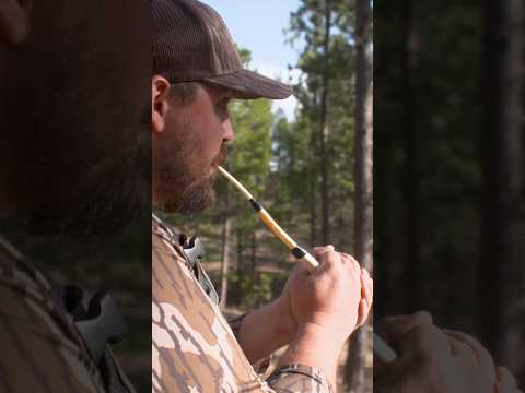 Calling Turkeys with a Wing Bone