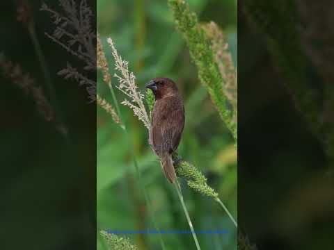 Scaly breasted Munia:#birds #animals #nature #wildlife #birdphotography #wildlifephotography