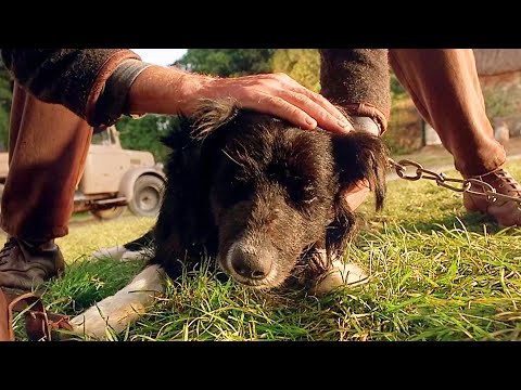 The Sad Story of Rex the Dog | Babe | CLIP
