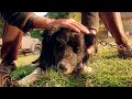 The Sad Story Of Rex The Dog Babe CLIP