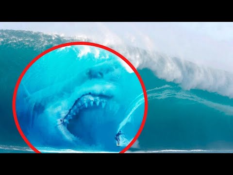 10 Megalodons Caught On Camera