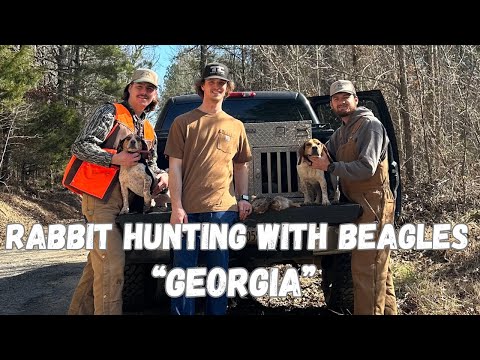 Rabbit Hunting with Beagles! | SWAMP RABBITS with our PACK