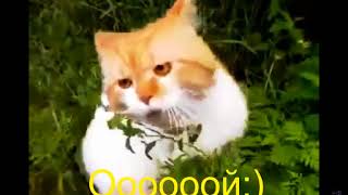 Кот говорит "Ой чуваки" Говорящие коты Приколы с котами Смешные животные
