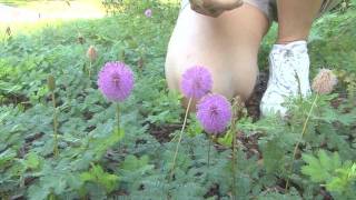 Gardening for Native Pollinators 1: Butterflies & Moths: Wildlife Matters by Nature Wise