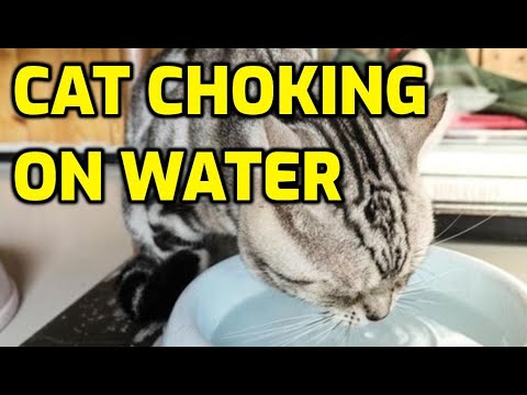 Can Cats Choke On Water?