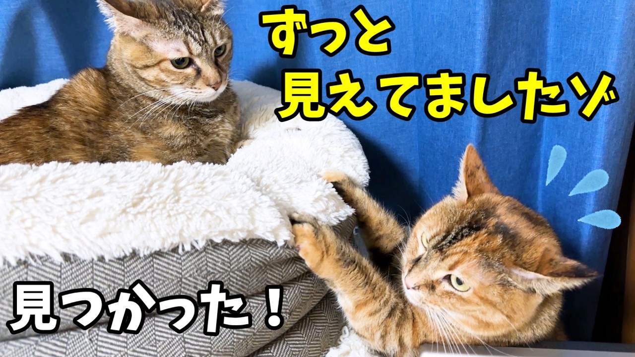 マイペースな姉猫ですが奮闘中の妹猫をさり気なく見守る優しいお姉ちゃんです