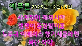 25년12.15) 동강할미꽃 깽깽이 노루귀 작약 목단 레위시아 할인