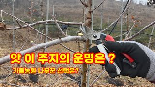 사과나무 전지 전정 가지치기 법대로가 정답일까 심은지 3년된 시나노골드 사과나무 충북괴산 가을농원 손홍철 나…