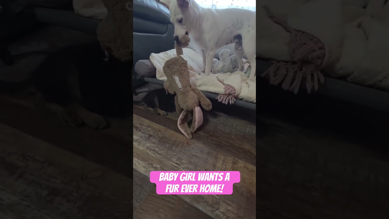 Enlarge Baby girl, an adopted mixed breed in Gadsden, AL video 4/5