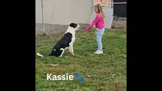 Video preview image #1 Mutt Puppy For Sale in Emmett, ID, USA