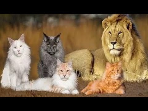 These Are 5 Cat Breeds That Just Look Like Lions