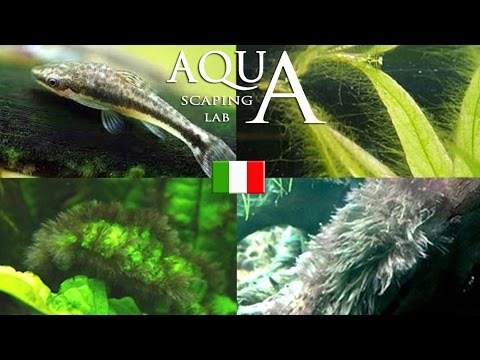Aquascaping Lab - Alghe in Acquario, come prevenirle, individuarle ed eliminarle