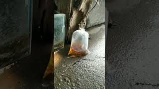 Download lagu Cara agar Channa Limbata tidak Stres #Channa #snakehead #ikan #ikanchanna #ikangabus mp3