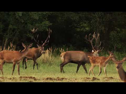 Red stags in Kaszó/Hungary
